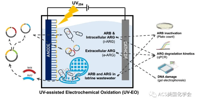 紫外光輔助電化學氧化去除污水中的抗性細菌與基因 新聞資訊 第1張