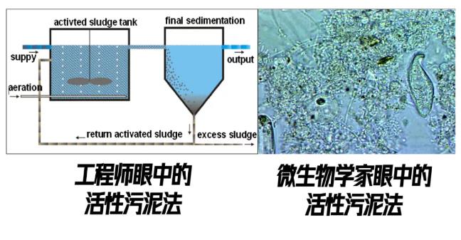 跟蹤香港污水廠9年：萬變的菌，不變的出水 新聞資訊 第2張