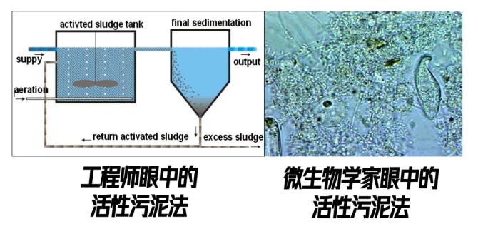 跟蹤香港污水廠9年：萬變的菌，不變的出水 新聞資訊 第10張